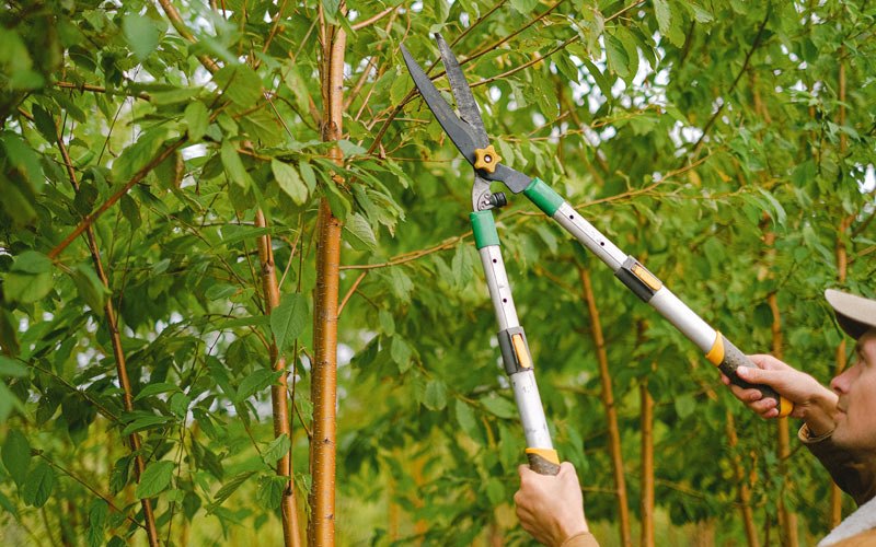 Tree trimming in Mcdonough, NY